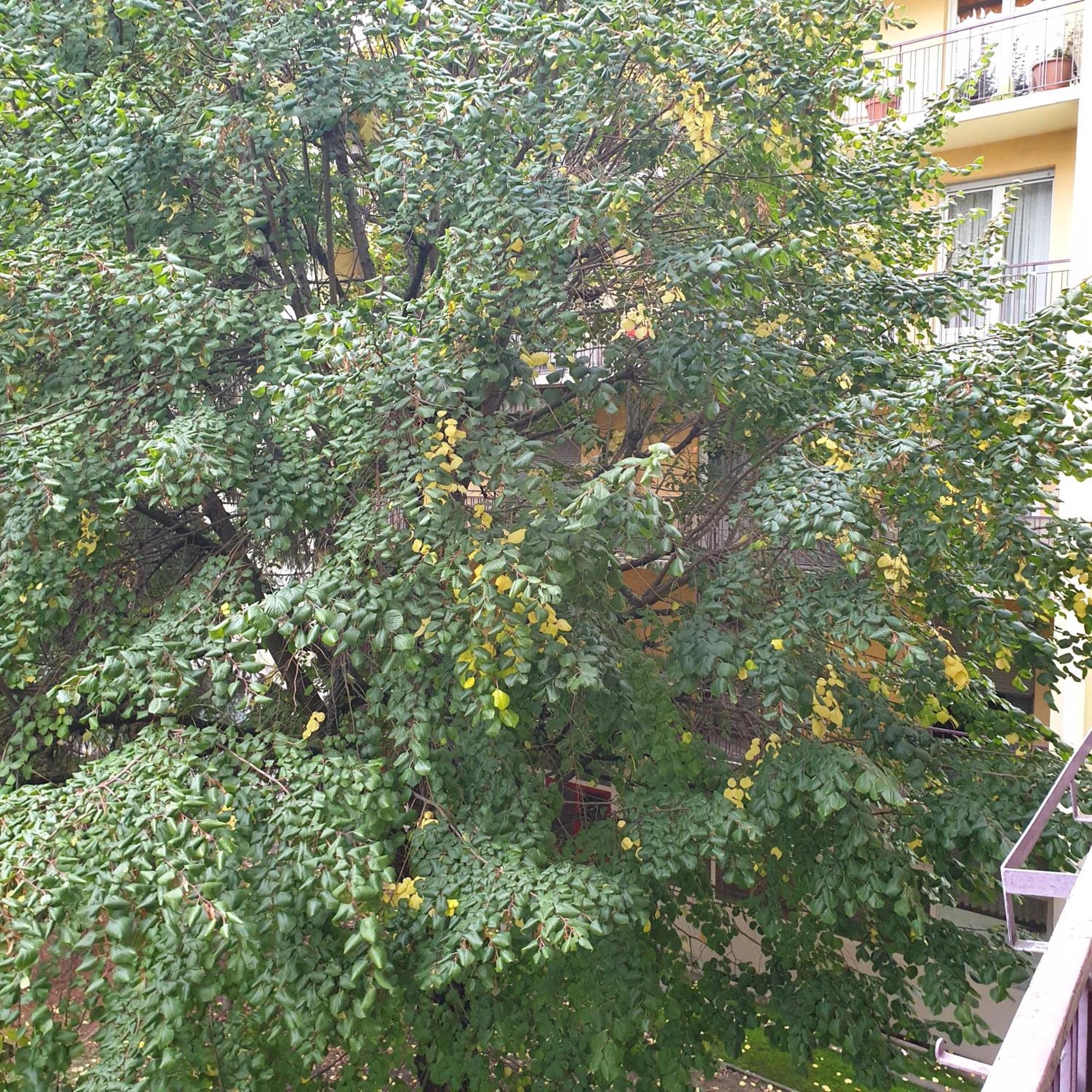 Cote Parc Apartment Schiltigheim Bagian luar foto